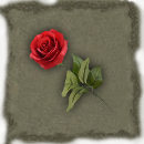 Valentine Rose
